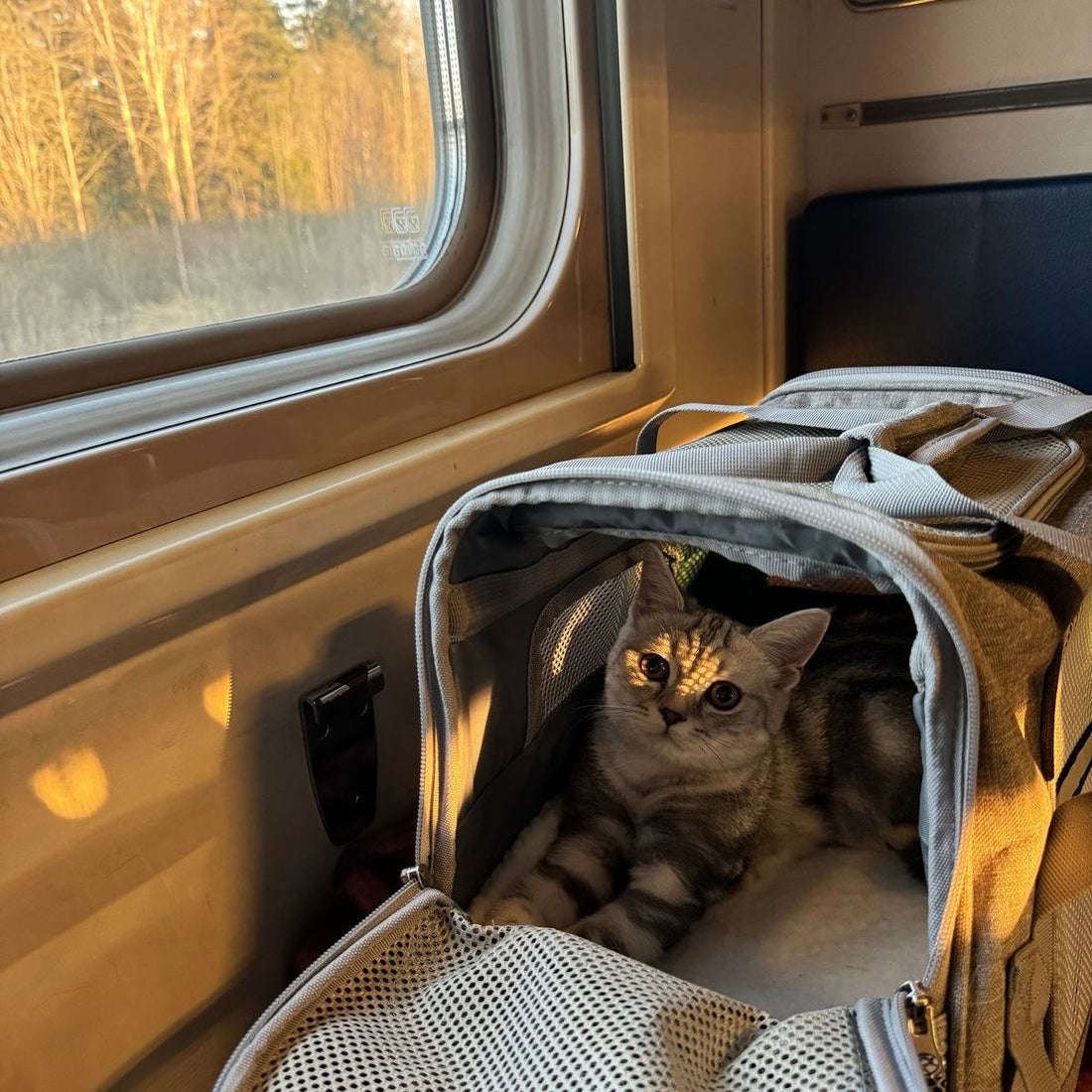 Voyager en train avec son chat