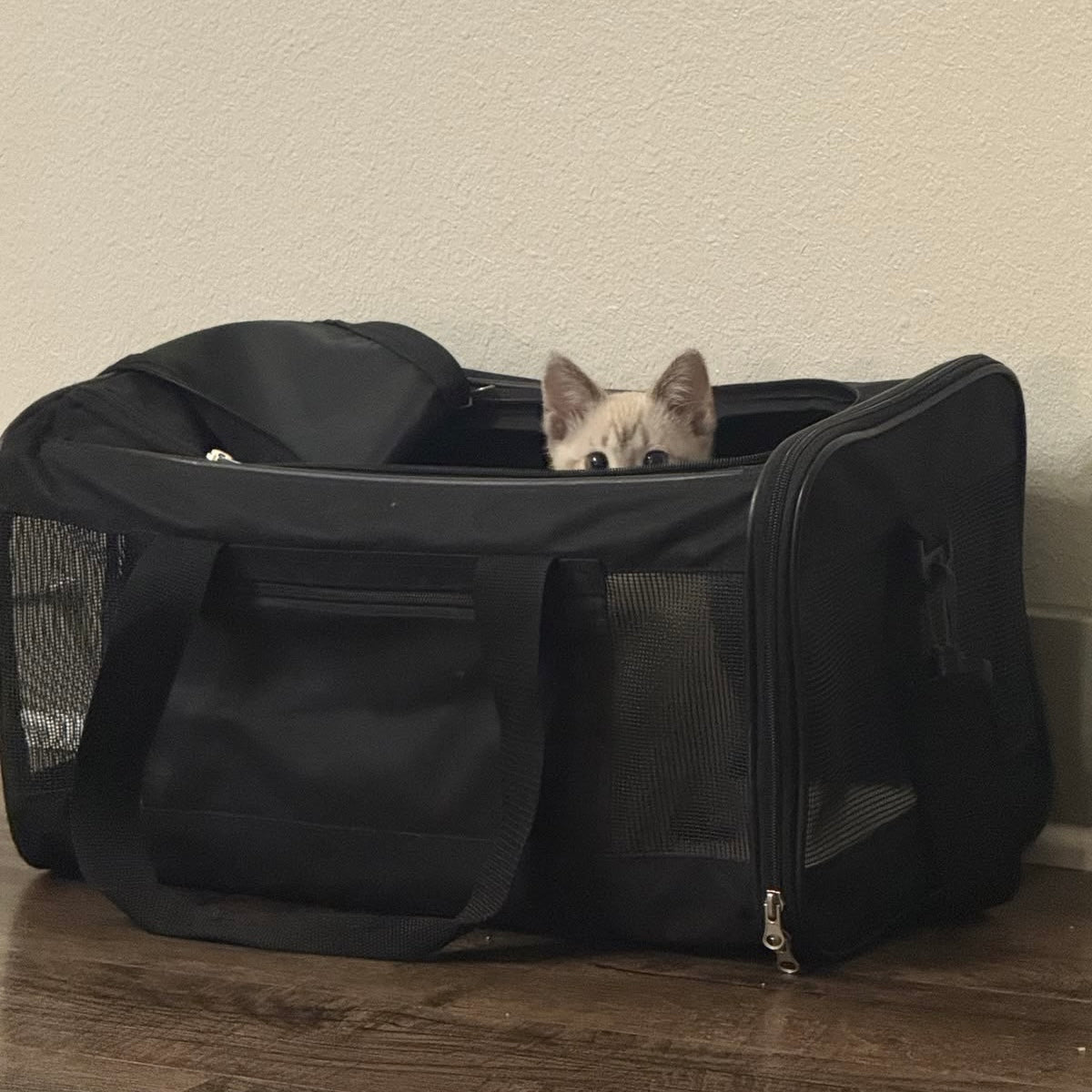 Sac de transport pour chaton : comment bien choisir