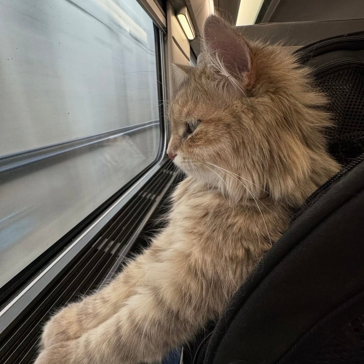 Voyager avec son chat dans les transports en commun : ce que dit le règlement