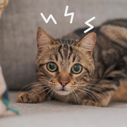 Signaux de stress à surveiller pendant un trajet avec son chat