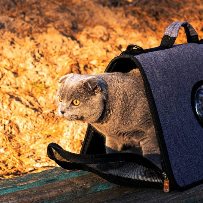 Mon chat a ouvert la fermeture de son sac : que faire ?