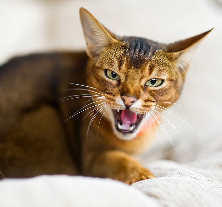Calmant pour chat en voyage : ce qu'il faut savoir avant d'y penser