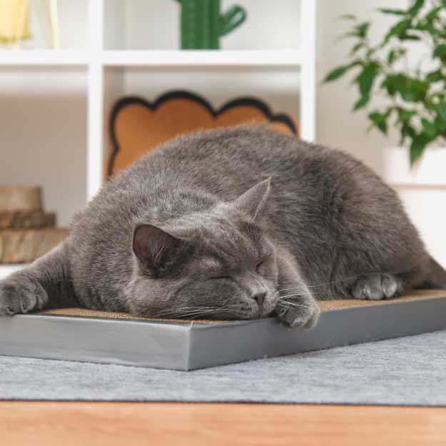Phéromones apaisantes pour chat en voyage : ça marche vraiment ?
