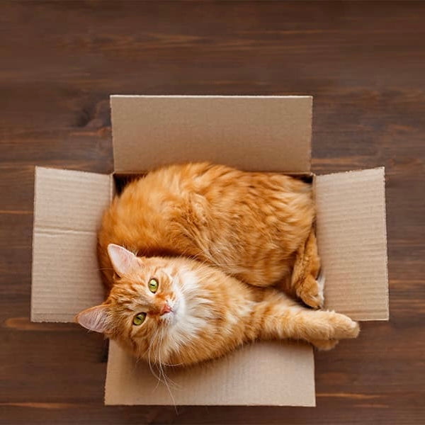 Déménager avec son chat sans stress