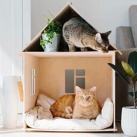Emmener son chat dans une autre maison : comment bien préparer la visite