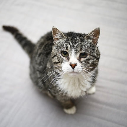 Transporter un chat senior : ce qui change avec l'âge