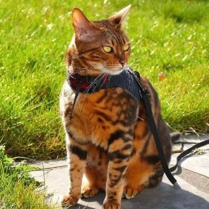 Comment bien mettre et choisir le harnais de son chat