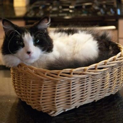 La règle des 3-3-3 pour aider son chat à s'adapter